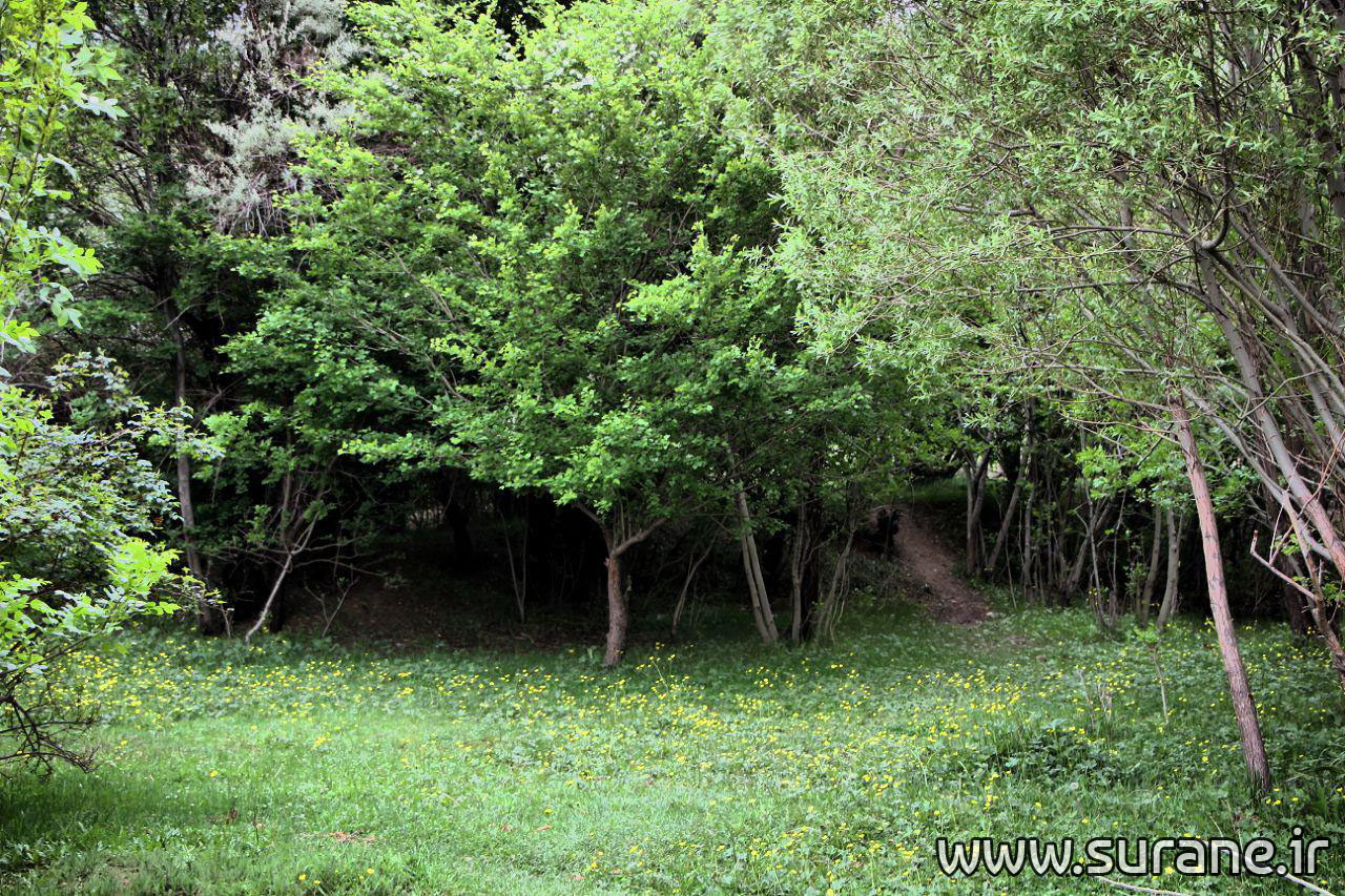 معجزه بهار در روستای سورانه